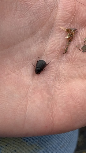 Serica anthracina observed 2023-05-27