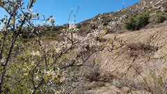 Cercocarpus betuloides betuloides