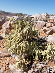 Kleinia cephalophora, photograph (c) Andrew Hankey, some rights reserved (CC BY-SA)