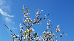 Cercocarpus betuloides betuloides