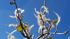 Cercocarpus betuloides betuloides