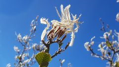 Cercocarpus betuloides betuloides