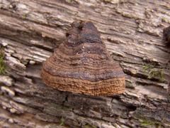 Hydnoporia