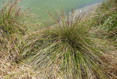 Juncus kraussii