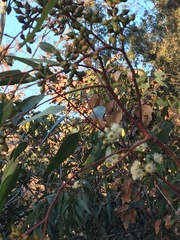 Eucalyptus leucoxylon