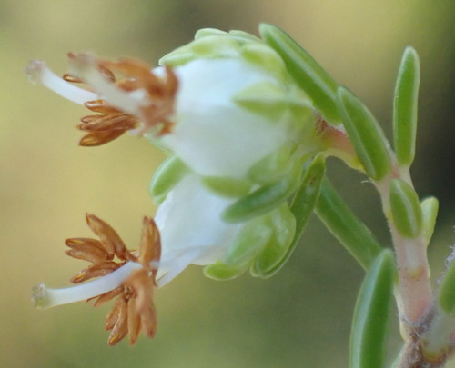 Image of Erica glumiflora by (c) Nicola van Berkel, some rights reserved (CC BY-SA)