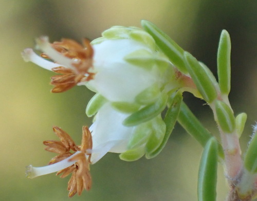 Image of Erica glumiflora by (c) Nicola van Berkel, some rights reserved (CC BY-SA)