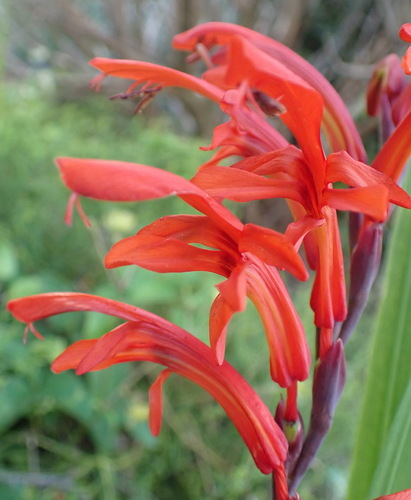 Cobra lily (Chasmanthe aethiopica)