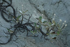 Pachystegia insignis