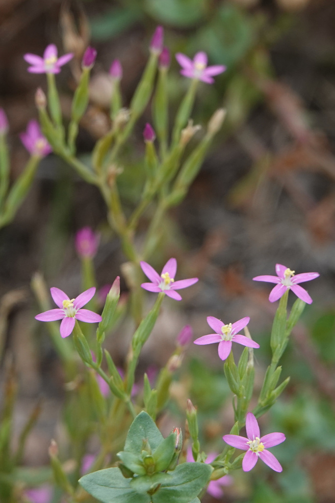 Lesser Centaury from Harris County, TX, USA on May 28, 2023 at 01:03 PM ...