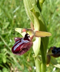 Ophrys sphegodes atrata