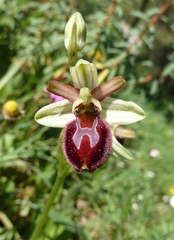 Ophrys sphegodes