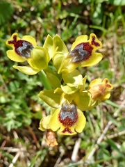 Ophrys sicula