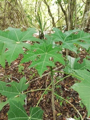 Cnidoscolus megacanthus