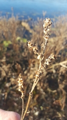 Ludwigia sphaerocarpa