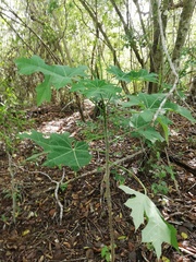 Cnidoscolus megacanthus