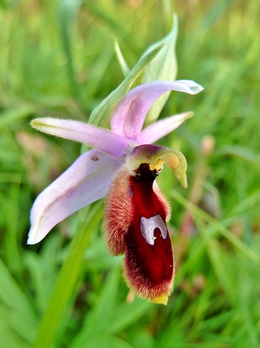 Image of Ophrys lunulata by (c) Thibaud Aronson, some rights reserved (CC BY-SA)