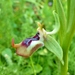 Ophrys fuciflora oxyrrhynchos - Photo (c) Thibaud Aronson, μερικά δικαιώματα διατηρούνται (CC BY-SA), uploaded by Thibaud Aronson