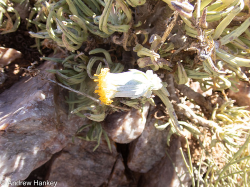 Kleinia cephalophora, photograph 3