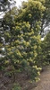 Black Wattle - Photo (c) Chris Ecroyd, some rights reserved (CC BY-NC), uploaded by Chris Ecroyd