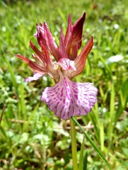 Anacamptis papilionacea grandiflora