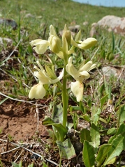 Orchis provincialis