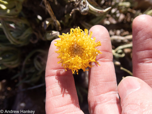 Kleinia cephalophora, photograph 2
