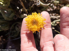 Kleinia cephalophora, photograph (c) Andrew Hankey, some rights reserved (CC BY-SA)