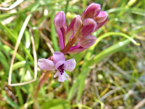 Image of Orchis brancifortii by (c) Thibaud Aronson, some rights reserved (CC BY-SA)