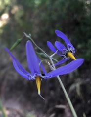 Conanthera bifolia
