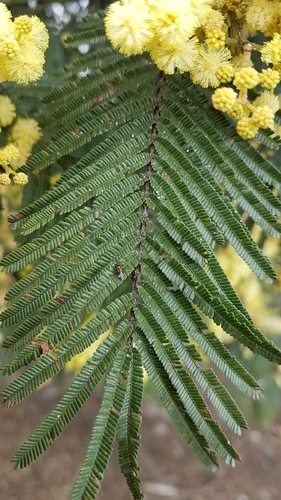 black wattle