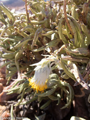 Kleinia cephalophora, photograph (c) Andrew Hankey, some rights reserved (CC BY-SA)