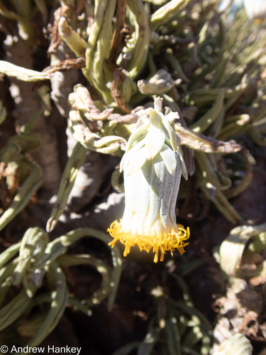 Kleinia cephalophora, photograph 5