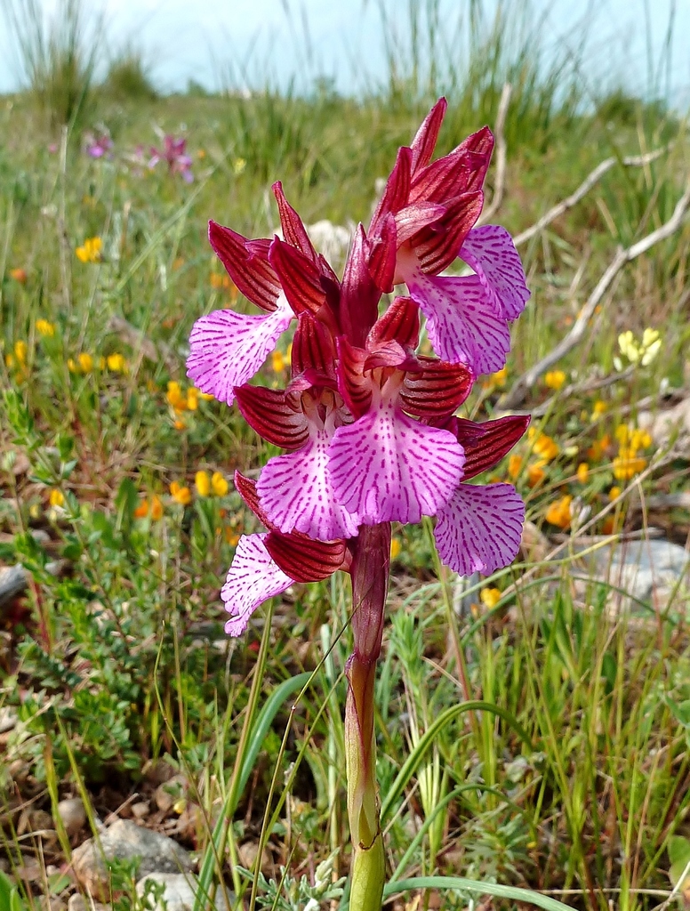 Anacamptis papilionacea