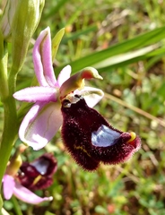Ophrys bertolonii