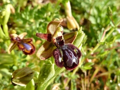 Ophrys × pantaliciensis
