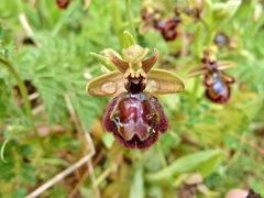 Ophrys × pantaliciensis