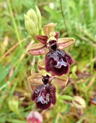 Ophrys × pantaliciensis