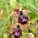 Ophrys × pantaliciensis - Photo (c) Thibaud Aronson, algunos derechos reservados (CC BY-SA), subido por Thibaud Aronson