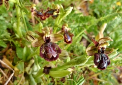 Ophrys × pantaliciensis