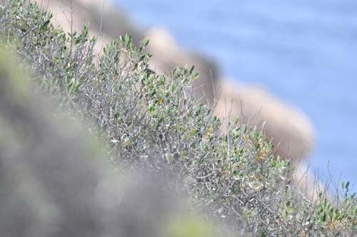 Balearic Warbler (Curruca balearica), photo 3