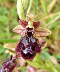 Ophrys × pantaliciensis