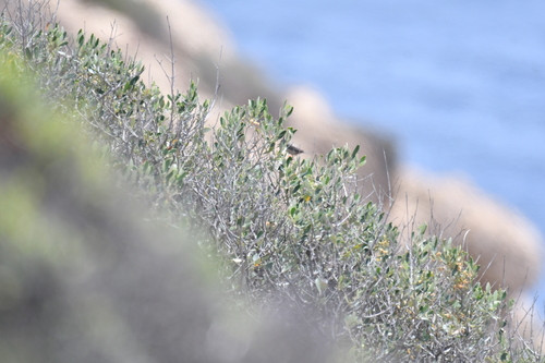 Balearic Warbler (Curruca balearica), photo 9