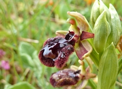 Ophrys × pantaliciensis