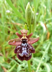 Ophrys × pantaliciensis