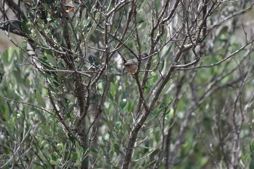 Balearic Warbler (Curruca balearica), photo 4