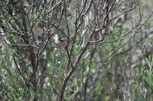 Balearic Warbler (Curruca balearica), photo 2