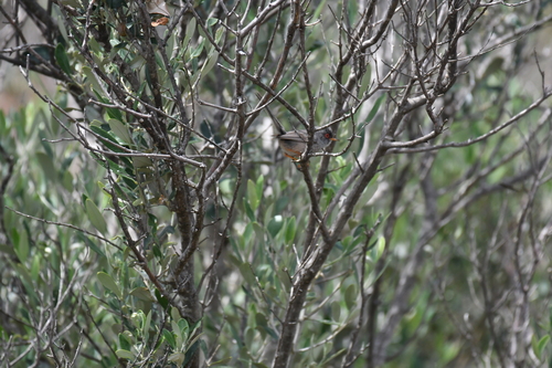 Balearic Warbler (Curruca balearica), photo 3