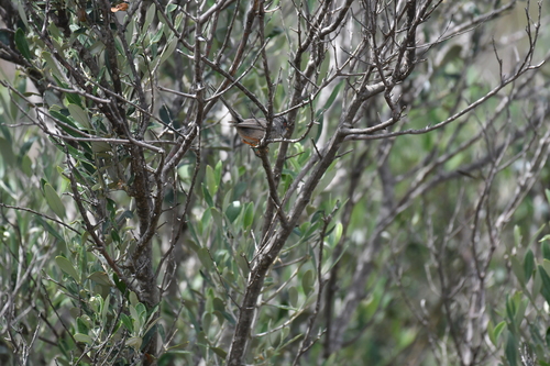 Balearic Warbler (Curruca balearica), photo 4