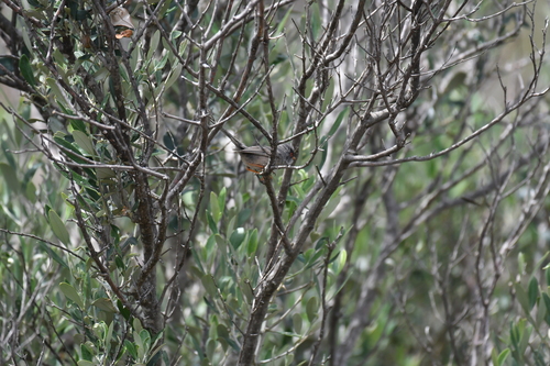 Balearic Warbler (Curruca balearica), photo 7